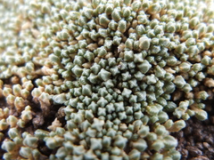 Pycnophyllum tetrastichum