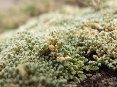 Pycnophyllum tetrastichum
