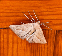 Compsoptera opacaria