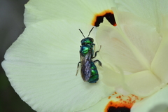 Calloceratina