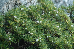 Strumpfia maritima