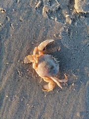 Liocarcinus holsatus
