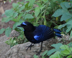 Myophonus horsfieldii