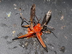 Chauliognathus lecontei