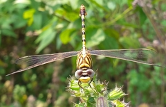 Paragomphus lineatus