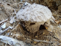 Calvatia boninensis