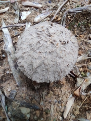 Calvatia boninensis