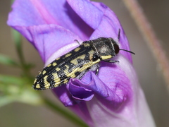 Acmaeodera solitaria