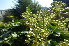 Hedera helix