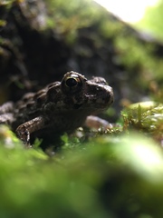 Fejervarya kawamurai