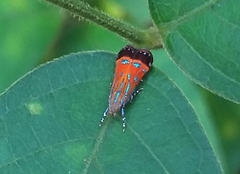 Tricyanaula aurantiaca