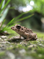 Fejervarya kawamurai