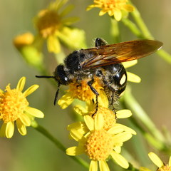 Campsomeris bistrimacula
