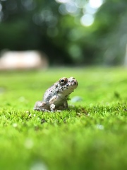Fejervarya kawamurai