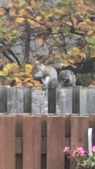 Sciurus carolinensis