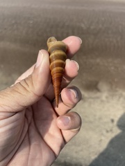 Turritella