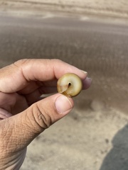 Turritella