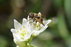 Anthodioctes