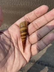 Turritella