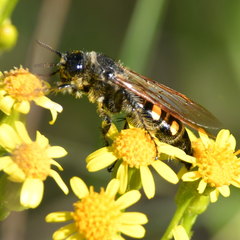 Campsomeris bistrimacula