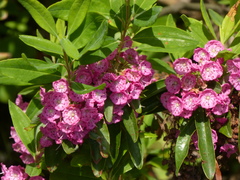 Kalmia angustifolia