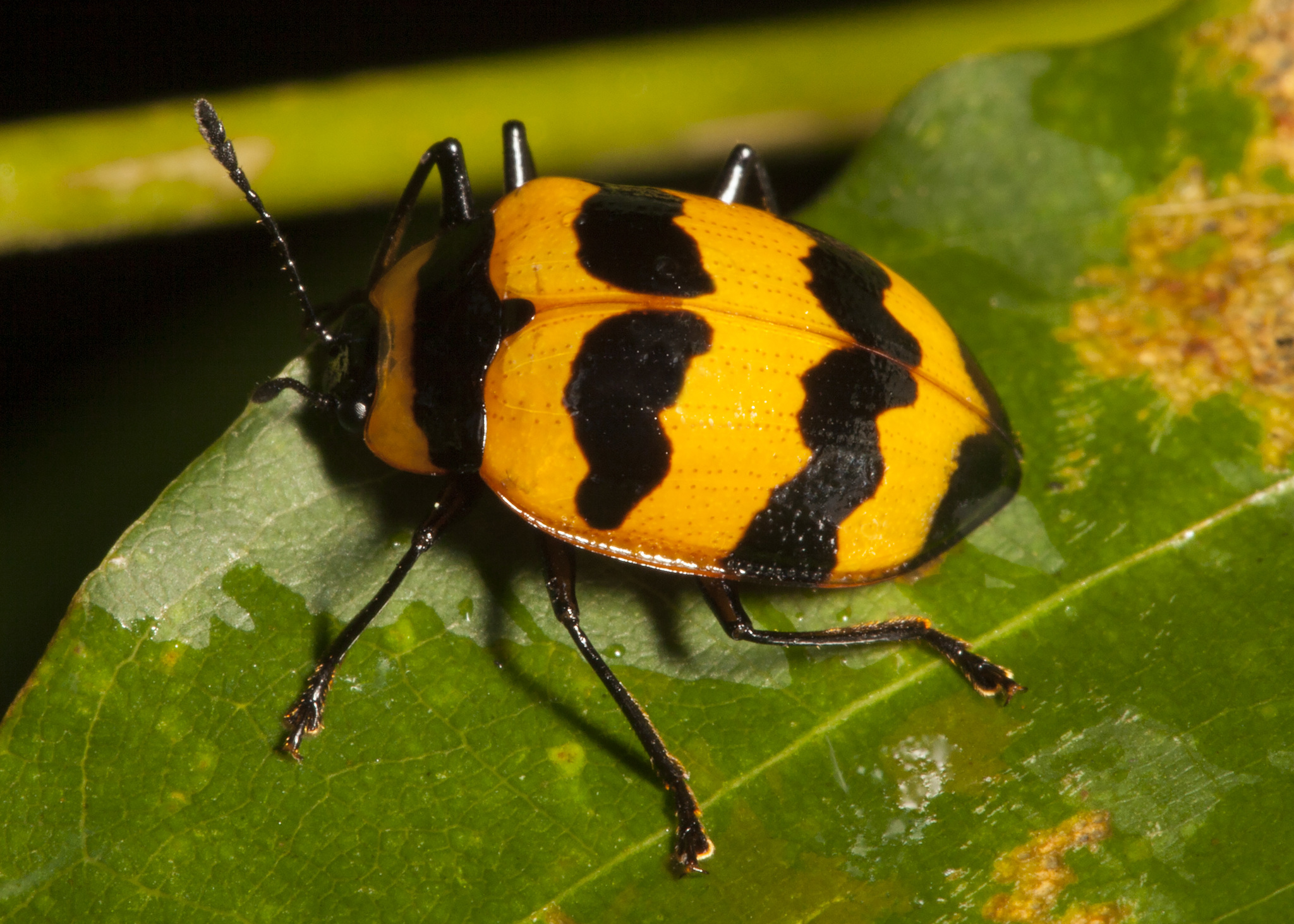 List of mimicry between pleasing fungus beetles (Erotylidae) and other kind  of beetles/animals. · iNaturalist Ecuador