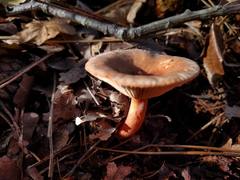 Lactarius tabidus