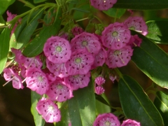 Kalmia angustifolia