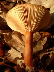 Lactarius tabidus