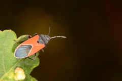 Melanopleurus belfragei