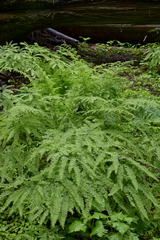 Adiantum aleuticum aleuticum