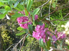 Kalmia angustifolia