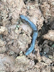 Plethodon electromorphus