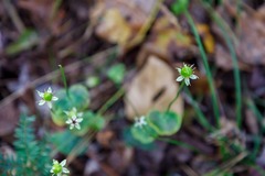 Parnassia asarifolia