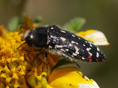Acmaeodera rubronotata