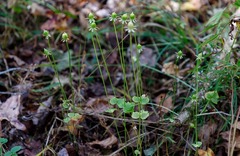Parnassia asarifolia