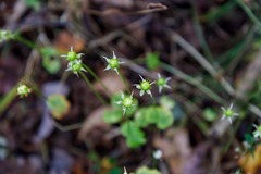 Parnassia asarifolia