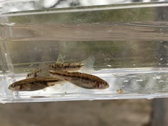 Rhinichthys osculus 6