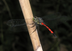 Agrionoptera insignis