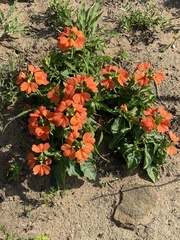 Crossandra fruticulosa