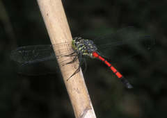 Agrionoptera insignis