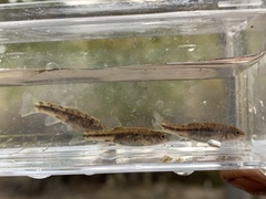 Rhinichthys osculus 6