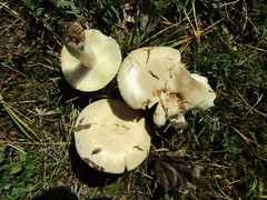Russula exalbicans