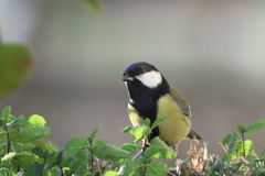 Parus major