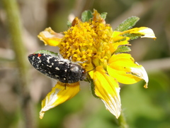 Acmaeodera rubronotata