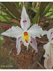 Oncidium alexandrae