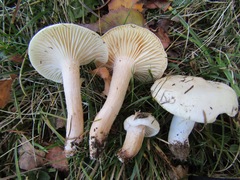 Hygrophorus hedrychii