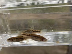 Rhinichthys osculus 6