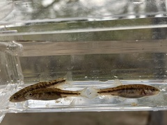 Rhinichthys osculus 6