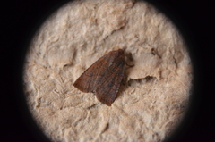 Conistra ligula